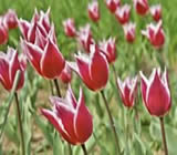 Floricultura em Ermelino Matarazzo