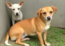 resgate animais abandono São Paulo
